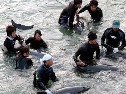 El gobierno japonés permite la caza de unos 20 mil delfines al año. EFE  /