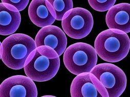 El presente estudio está realizado en ratones adultos. ESPECIAL  /