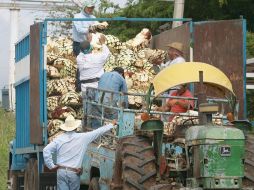 La producción de agave y tequila es una de las fortalezas del sector rural jalisciense. ARCHIVO  /