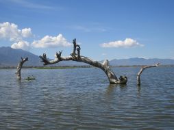 El tiempo es tan sólo cosa de los hombres. Pedro Fernández Somellera  /
