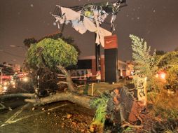 En el cruce de Avenida Américas y José María Vigil, la tormenta y el viento derribaron un frondoso árbol. S. NÚÑEZ  /