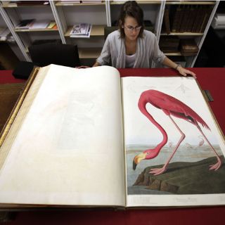 El libro ‘Birds of America’ será subastado