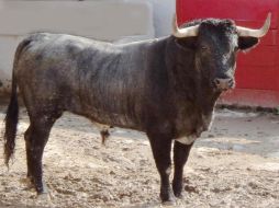 Este es uno de los ejemplares de la ganadería de JORGE HERNÁNDEZ ANDRÉS. ESPECIAL  /