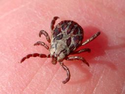 Esta enfermedad también puede contagiarse a personas que están en contacto directo con el afectado. EFE  /