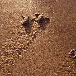 Denuncian a México por importación de fauna exótica invasora