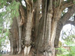 El árbol del Bicentenario, aquél que da sombra a las casonas y fincas de los abuelos, en donde el recuerdo se asoma. EL INFORMADOR  /