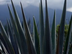 El paisaje agavero, protegido por la UNESCO,. E. BARRERA  /