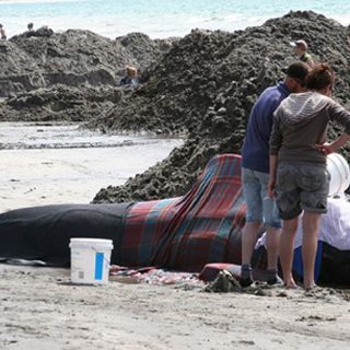 Ballena resiste eutanasia y sigue varada en una playa en Brasil