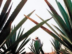 La Pendencia es la primera hacienda mezcalera de Zacatecas.ESPECIAL  /