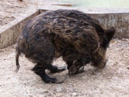 La población de este animal se ha multiplicado por cinco en una década. ESPECIAL  /