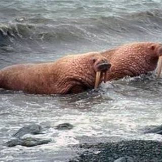 Morsas abarrotan costas de Alaska tras derretirse el hielo