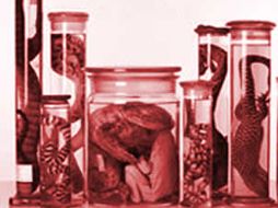 La exposición es la principal atracción dentro del programa de actividades del Museo de Ciencias Naturales de Berlín. EL UNIVERSAL  /