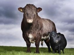 La vaca más pequeña del mundo posando junto a un toro de dimensiones normales. AP  /