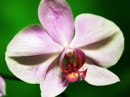 Se estima que crecen cerca de mil 500 especies diferentes de esta planta en suelo costarricense. EFE  /