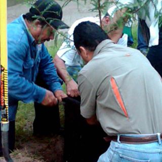 Plantan el ''Árbol del Centenario''