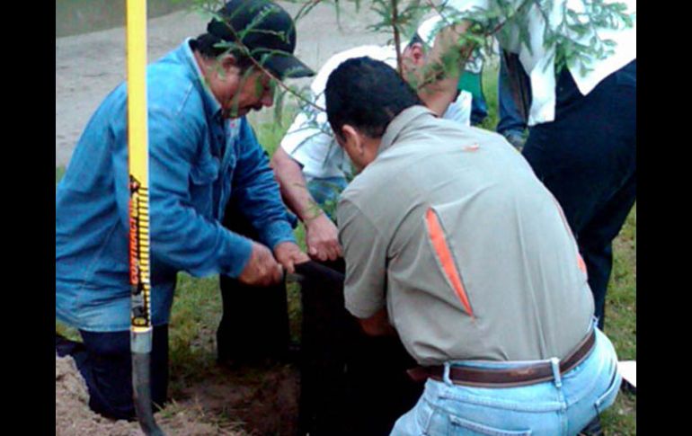El “Árbol del Centenario” se encuentra en Patria, a unos metros de Acueducto. A. HINOJOSA  /