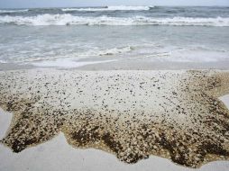 El derrame redujo en unos 70 mil millones de dólares el valor de mercado de BP. EFE  /