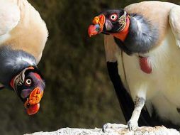 El grupo ambientalista Greenpeace dijo que seben ser más estrictos con las medidas que se tomen. ESPECIAL  /