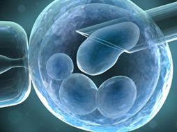 El ovario artificial , considerado un importante primer paso pero que aún debe ser perfeccionado. ESPECIAL  /