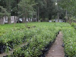 Este año la Seder destinó cinco millones de pesos al Fiprodefo, recursos que no han estado disponibles. M. FREYRIA  /