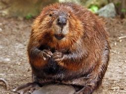 Calculan que más de 100 mil castores afectan a los ecosistemas de Argentina. ESPECIAL  /