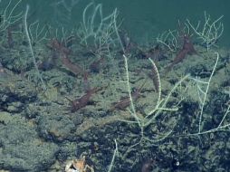 El descubrimiento fue posible gracias a obots que sondearon el fondo marino hasta dos kilómetros de profundidad. EFE  /