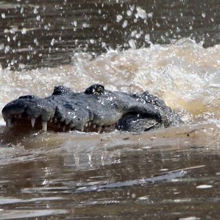 Alerta en seis municipios tras fuga de 400 cocodrilos por el huracán 'Karl'