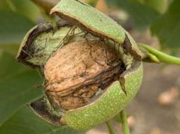 El color de la nuez que tiene este árbol es café claro. ESPECIAL  /