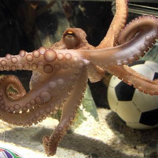 Paul recibirá su acta de nacimiento