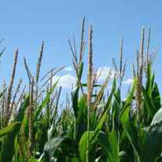 Alimentos cultivados en México y Centroamérica sin manipulación genética