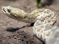 La nueva especie podría servir de antídoto contra el veneno de algunas serpientes. ESPECIAL  /