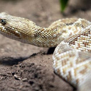 Descubren en Costa Rica planta que serviría como antídoto contra serpientes