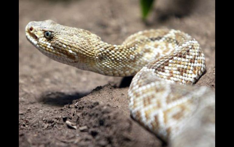 La nueva especie podría servir de antídoto contra el veneno de algunas serpientes. ESPECIAL  /