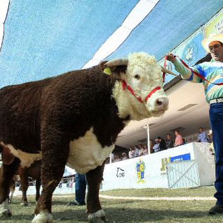 Aumentarán atractivos de la 44 Expo Ganadera