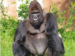 Se analizaron casi 3 mil muestras fecales de simios que viven en libertad en África. ESPECIAL  /