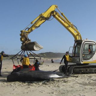 Nueva Zelanda intenta salvar a ballenas piloto