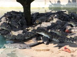 La Semarnat y la Profepa, con el propietario del criadero, recuperan cerca de un centenar de los saurios de la especie Moreletti. NTX  /