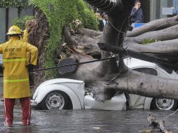 Uno de los árboles caídos se encuentra en la calle López Cotilla,frente a Centro Magno. S. NÚÑEZ  /