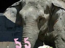 La elefanta 'Manyula', durante la celebración de su 55º cumpleaños. AFP  /