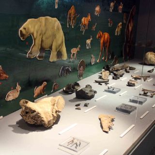 La Era del Hielo se traslada al Museo de Paleontología