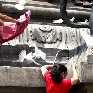 Palomas serán rescatadas del Ángel de la Independencia