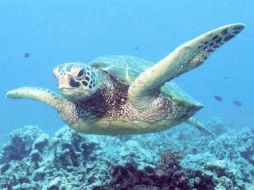 Aún no se tiene fecha para el hundimiento del navío. EFE  /