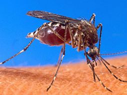 Los mosquitos son portadores de virus en sus glándulas salivales. ESPECIAL  /