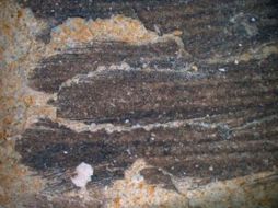 Los investigadores hallaron restos de un pingüino de 1.50 metro. AP  /