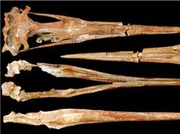 Determinaron el color del pingüino al analizar los melanosomas de sus plumas. ESPECIAL  /