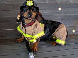 El Departamento de Bomberos de Boston recibió máscaras de oxigeno para sus perros. ESPECIAL  /