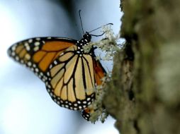 La muestra 30 fotografías de la mariposa Monarca. ARCHIVO  /