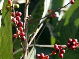 La cosecha de café que está por concluir alcanzará un valor de tres mil 500 millones de pesos. ARCHIVO  /