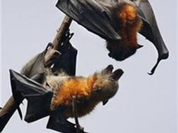 El lgNobel de biología fue otrogado por documentar científicamente el sexo oral entre los murciélagos.REUTERS  /