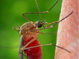El Culex puede alimentarse de la sangre de todo ser vivo. EFE  /